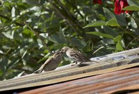 Sparrow feeding young