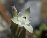 Sun Orchid