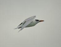 A White Fronted Tern
