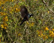 Tui on the Wing