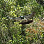 Wood Pigeon in flight