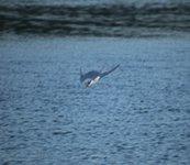 A White-Fronted Tern