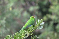 Kakariki (Red Crowned Parakeet)